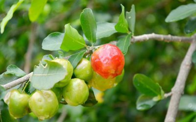 Vitamine C Acérola – attention aux sucres !