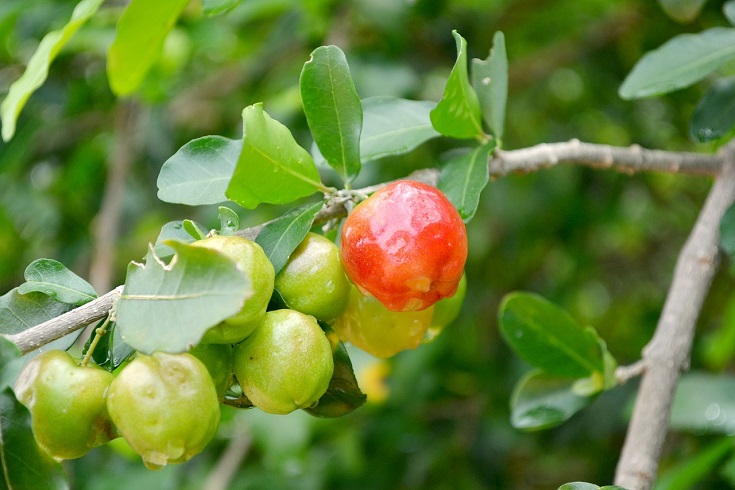 Vitamine C Acérola – attention aux sucres !