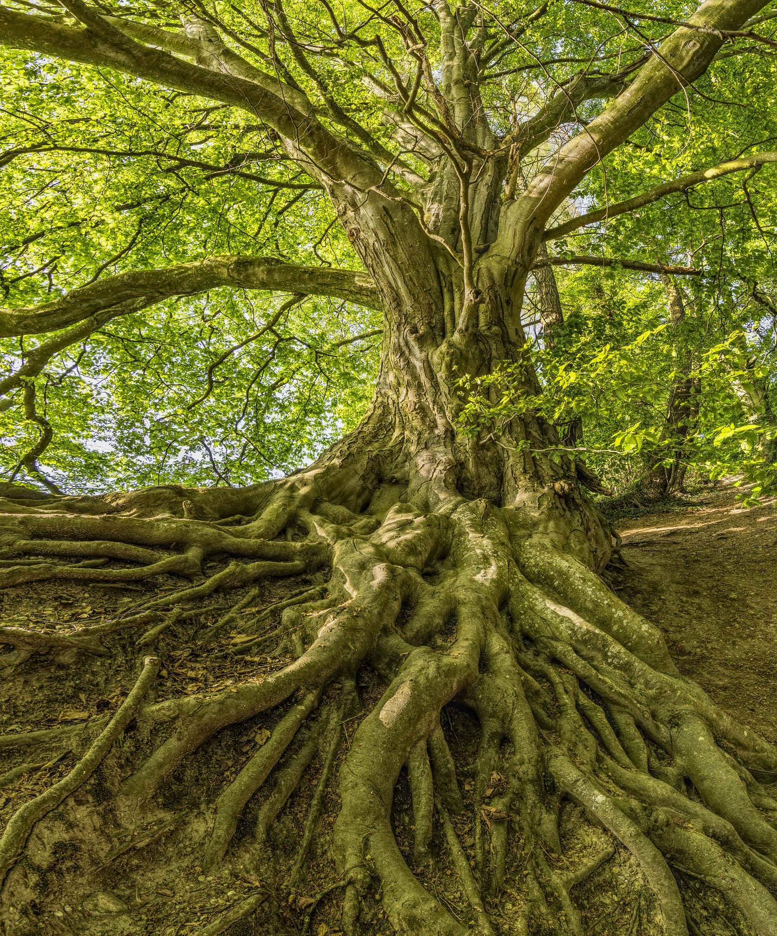 tree-3385957_1920